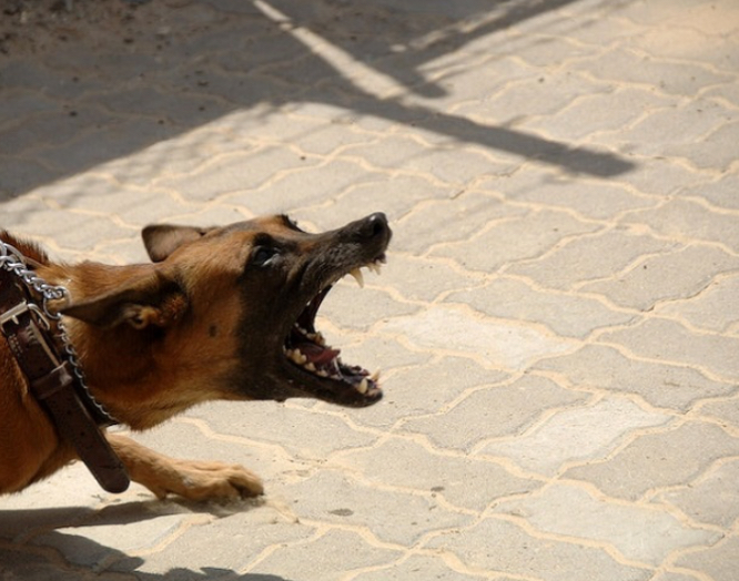 Hund bet barn i ansiktet