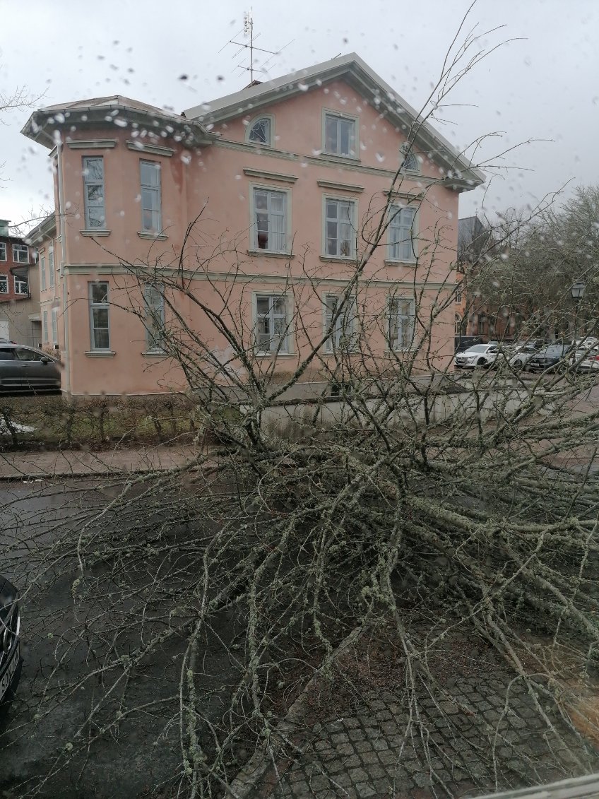 Skolgatan: Helt träd föll!