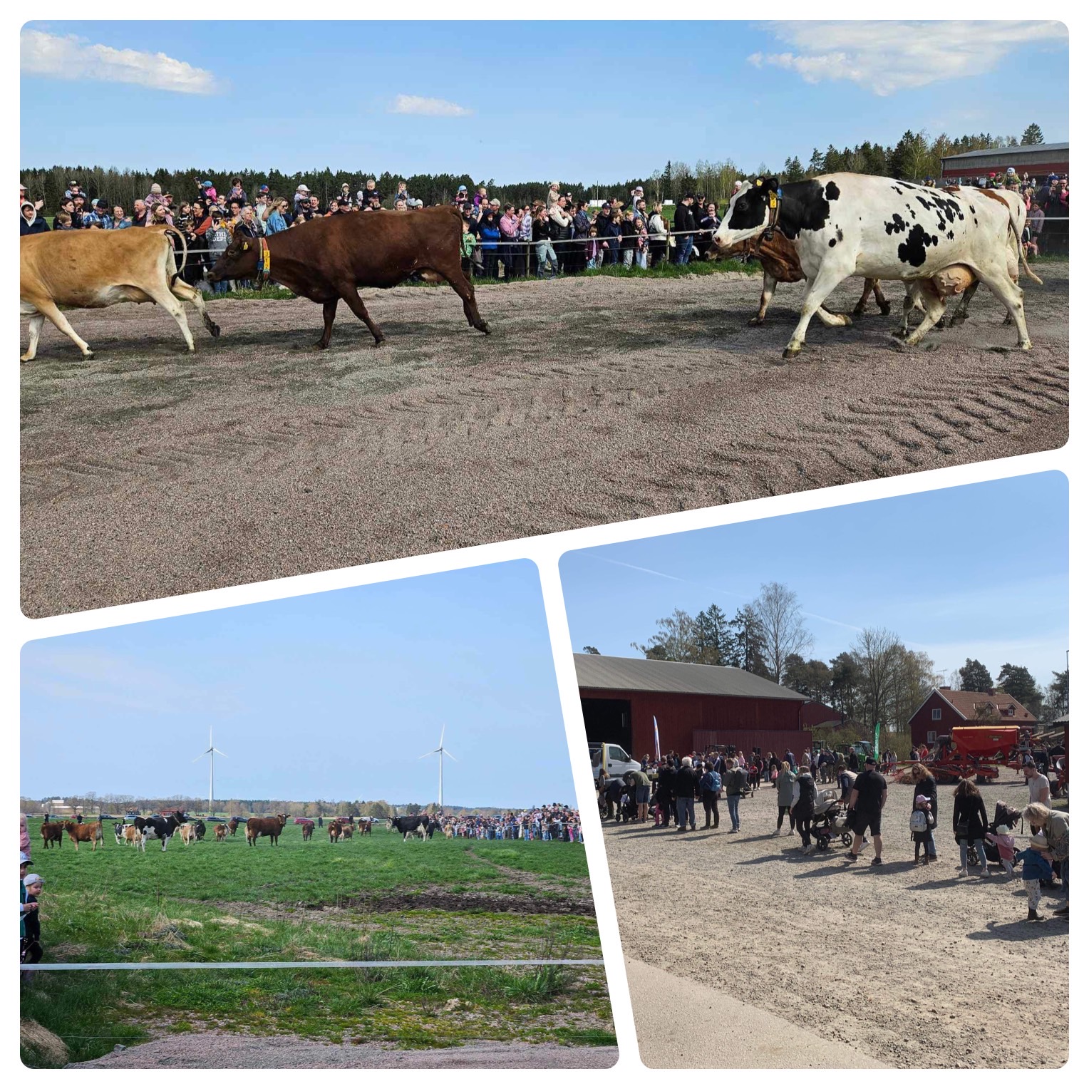 Bildextra: Besöksrekord på Kosläpp!