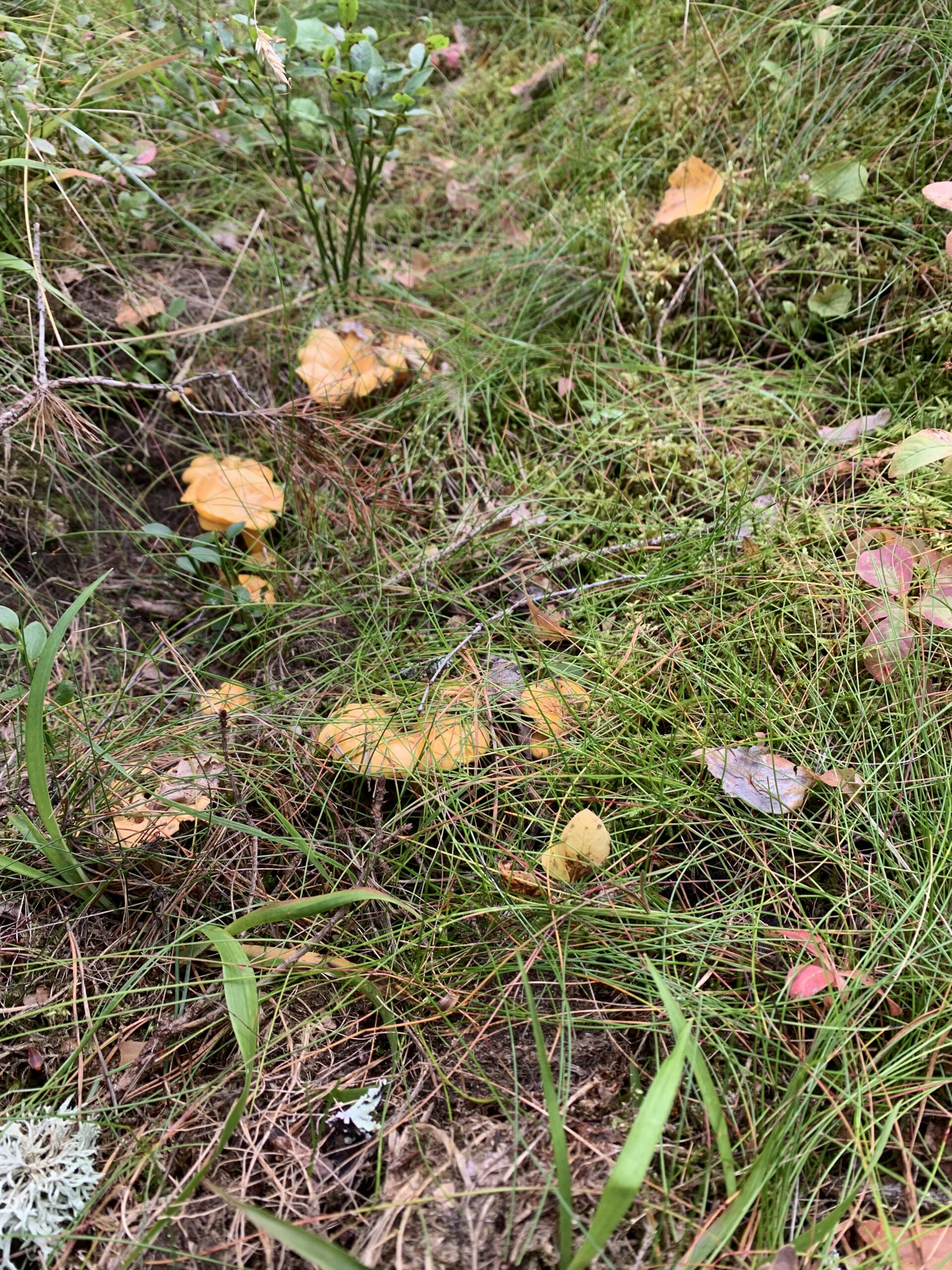 Här finns svampen i Skara!